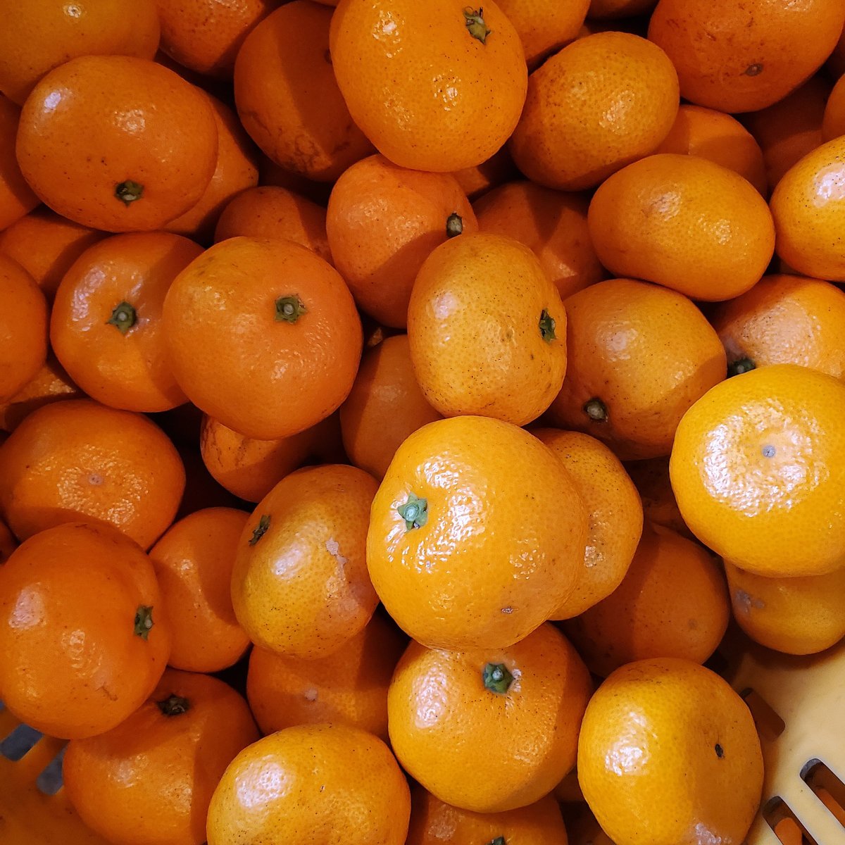 みかん 厳選みかん 太陽の雫（小玉サイズ）- ショップチャンネル