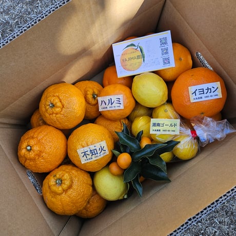 柑橘直送 YAJIMA農園