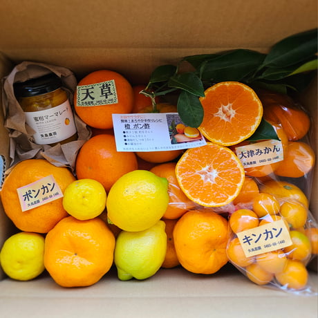 ミカン 11月中旬より順次発送】 【数量限定】 原口 みかん 約5kg （傷み保証分