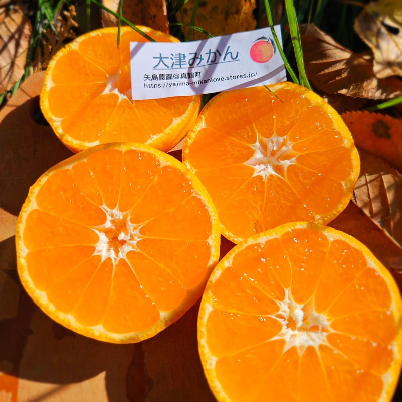 大津みかん10キロ♡人気の地元品種！ | 柑橘直送 YAJIMA農園