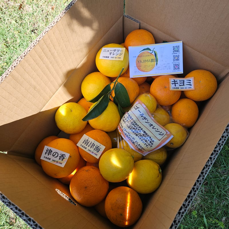 手で剥けるシリーズ☆5月の詰合せ🍊10キロ | 柑橘直送 YAJIMA農園