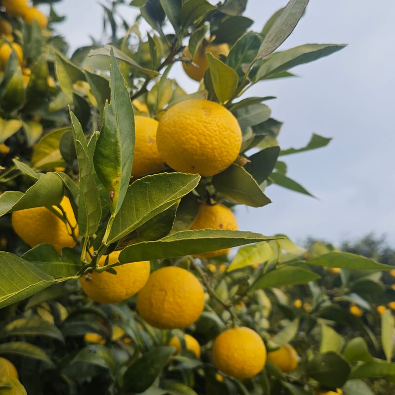 希少☆湘南ゴールド🍊神奈川特産♡5キロ | 柑橘直送 YAJIMA農園