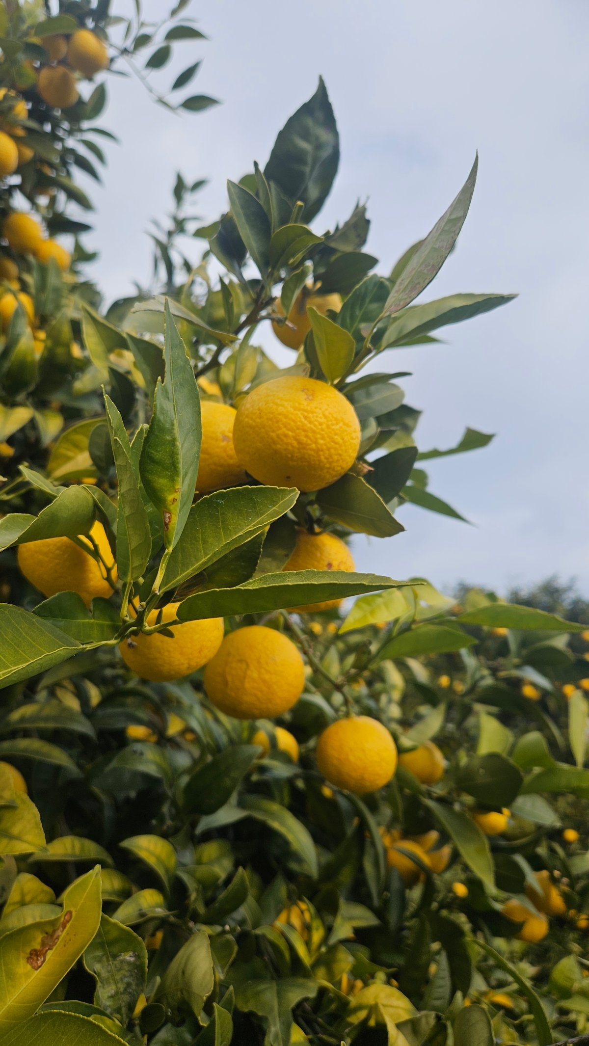 希少☆湘南ゴールド🍊神奈川特産♡5キロ | 柑橘直送 YAJIMA農園