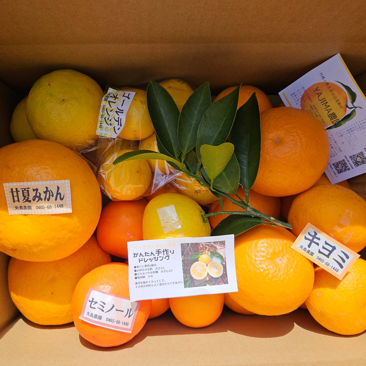 4月の🍊季節の柑橘詰め合わせ10キロ | 柑橘直送 YAJIMA農園