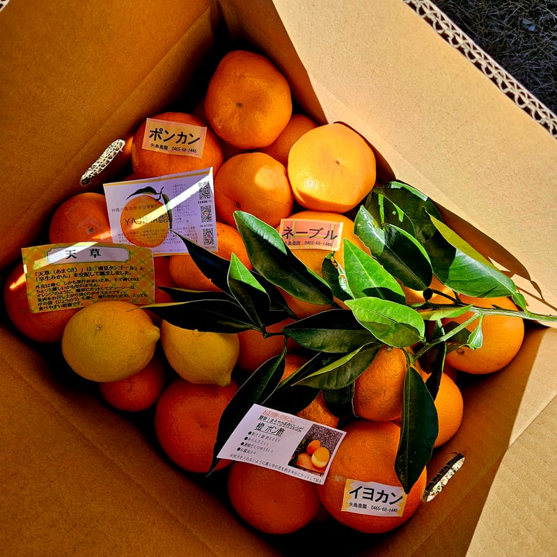 1月上旬🍊季節の柑橘詰め合わせ5キロ | 柑橘直送 YAJIMA農園