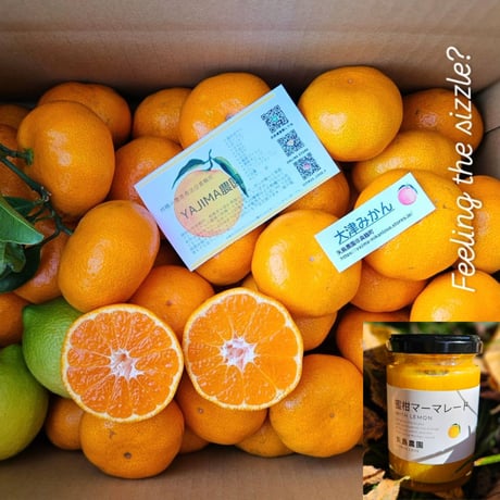 ミカン 柑橘直送 YAJIMA農園