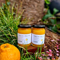 希少☆湘南ゴールド🍊神奈川特産♡5キロ | 柑橘直送 YAJIMA農園