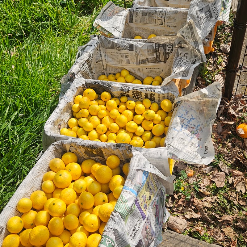 希少☆湘南ゴールド🍊神奈川特産♡5キロ | 柑橘直送 YAJIMA農園