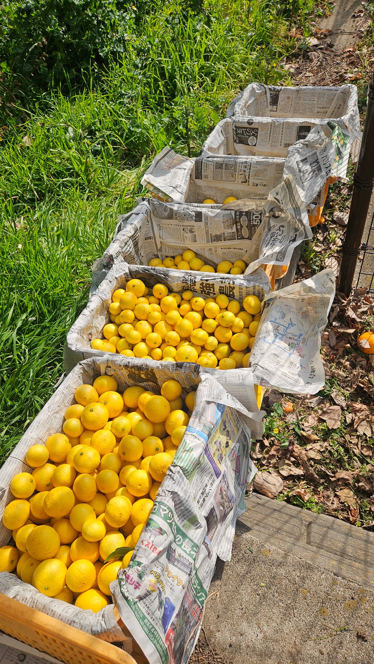 ミキちゃ出品　金柑5キロ 希少☆湘南ゴールド🍊神奈川特産♡5キロ | 柑橘直送 YAJIMA農園