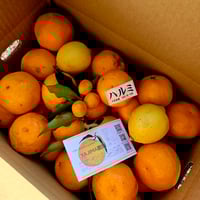 希少☆湘南ゴールド🍊神奈川特産♡10キロ | 柑橘直送 YAJIMA農園
