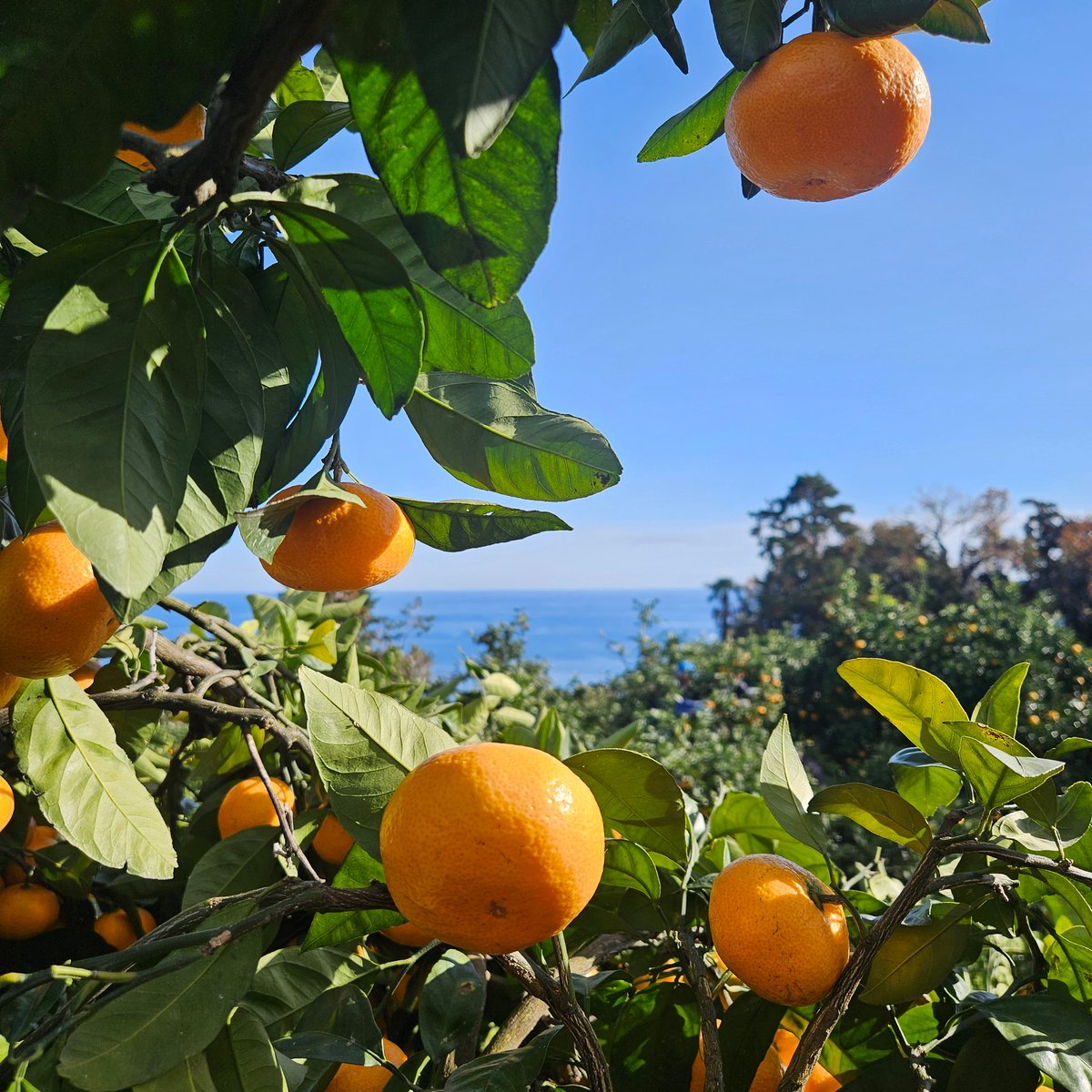 大津みかん10キロ♡人気の地元品種！ | 柑橘直送 YAJIMA農園