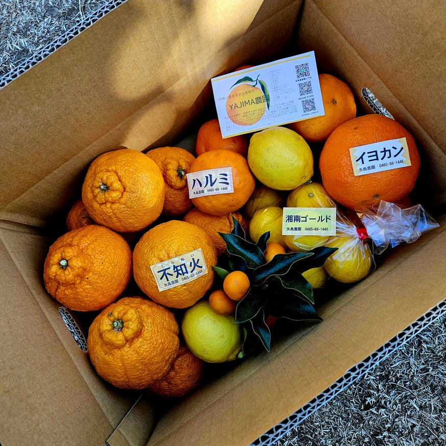 NEWS | 柑橘直送 YAJIMA農園