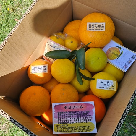 柑橘お問い合わせ専用　 今シーズン終了です みかんのことなら「のま果樹園」 | ＼✨完熟柑橘のとろける食感