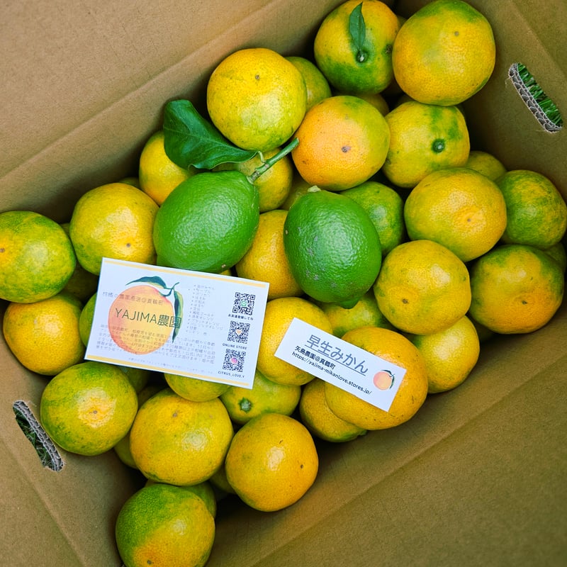 ジューシー早生みかん🍊10キロ | 柑橘直送 YAJIMA農園