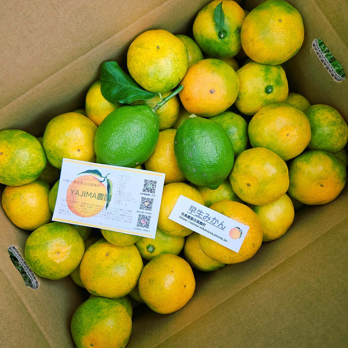 ジューシー早生みかん🍊10キロ | 柑橘直送 YAJIMA農園