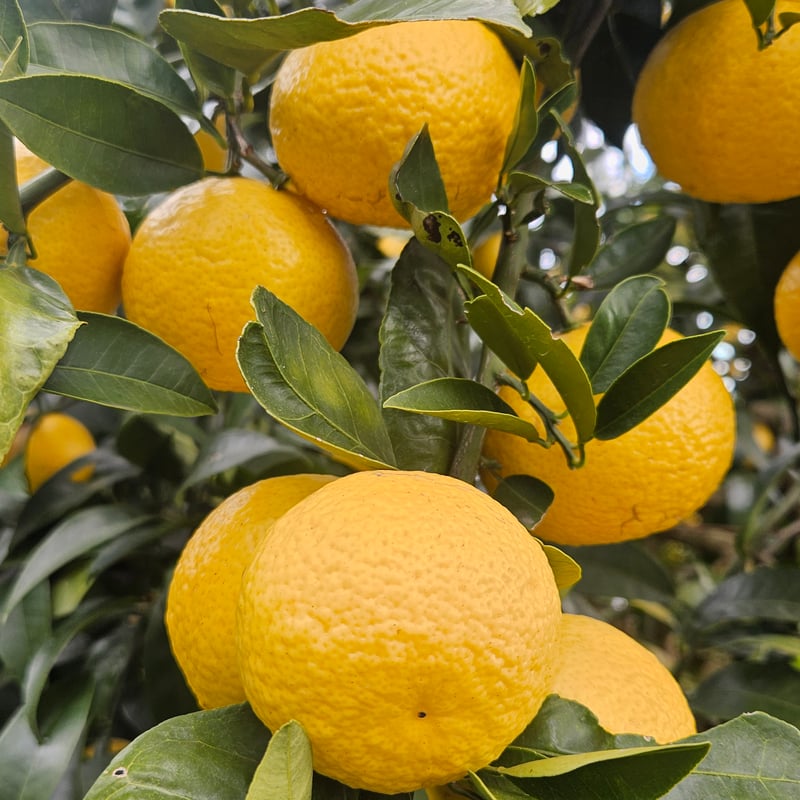 希少☆湘南ゴールド🍊神奈川特産♡5キロ | 柑橘直送 YAJIMA農園