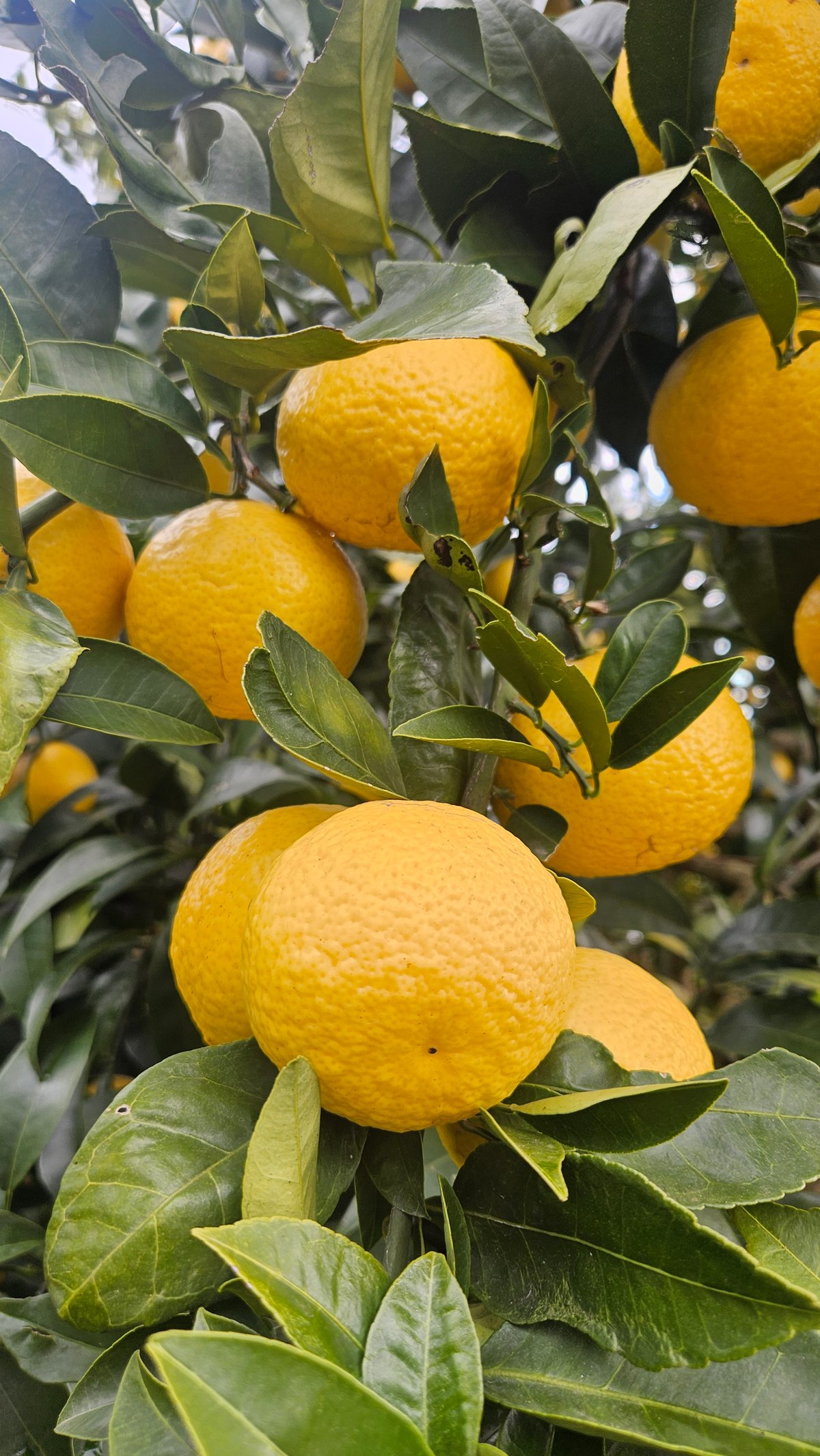 希少☆湘南ゴールド🍊神奈川特産♡5キロ | 柑橘直送 YAJIMA農園