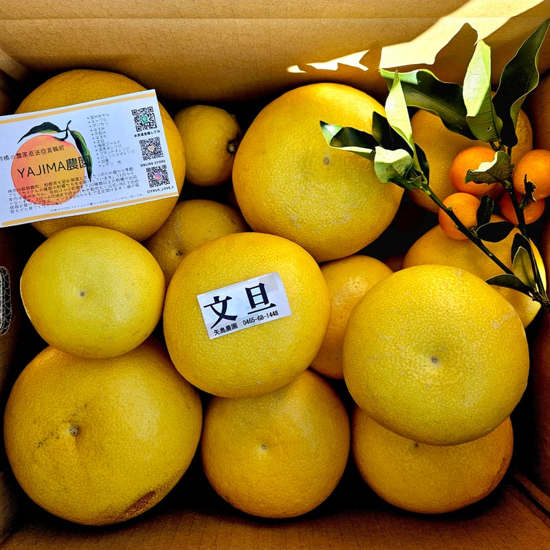 文旦　訳あり　アウトレット品　柑橘　11 訳あり10kg】土佐文旦！傷があっても味は一級品！：高知県産のみかん
