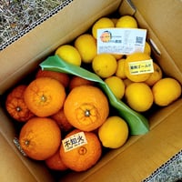 天草オレンジ♡単品！ジューシー！ | 柑橘直送 YAJIMA農園