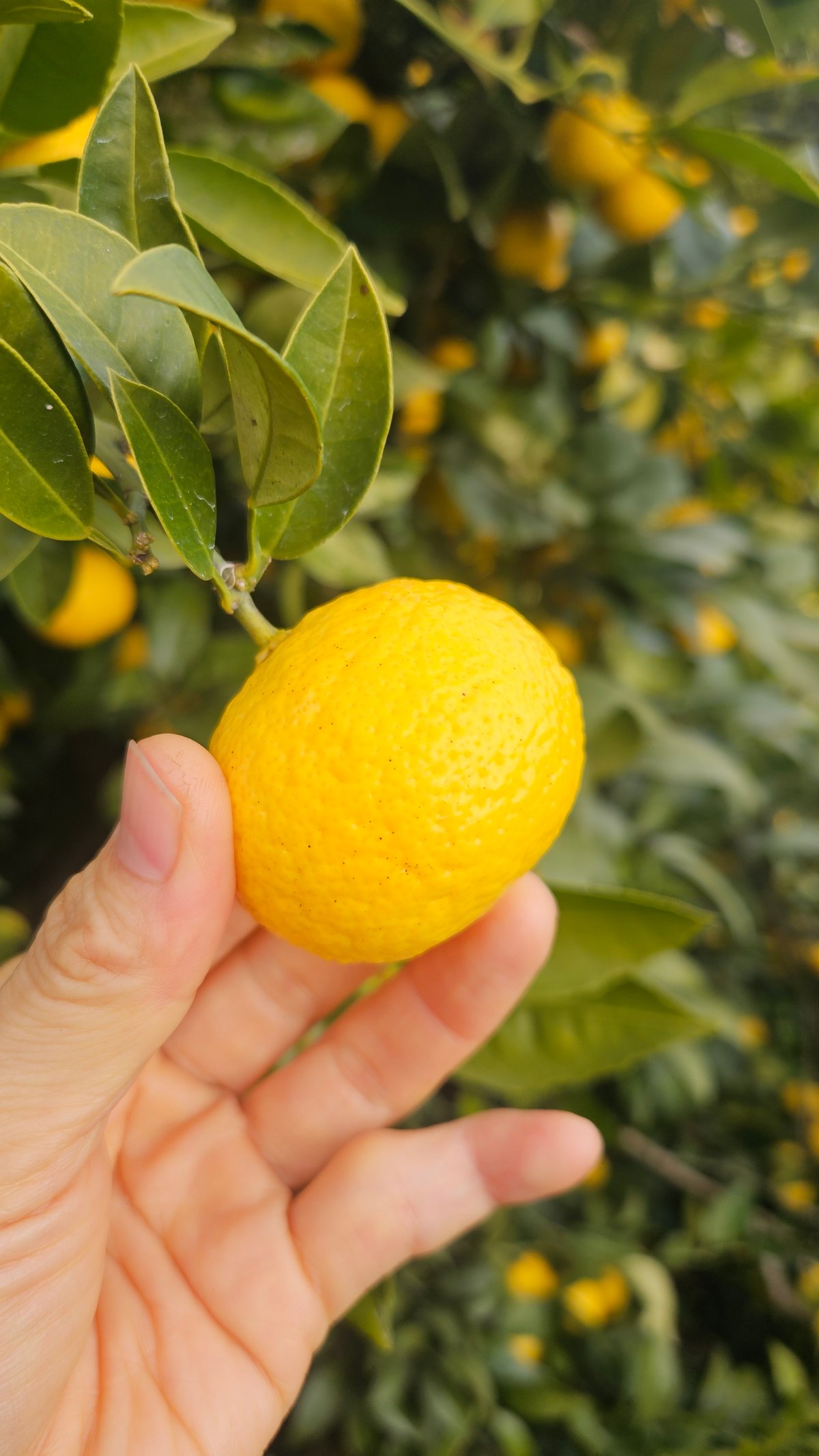 希少☆湘南ゴールド🍊神奈川特産♡10キロ | 柑橘直送 YAJIMA農園
