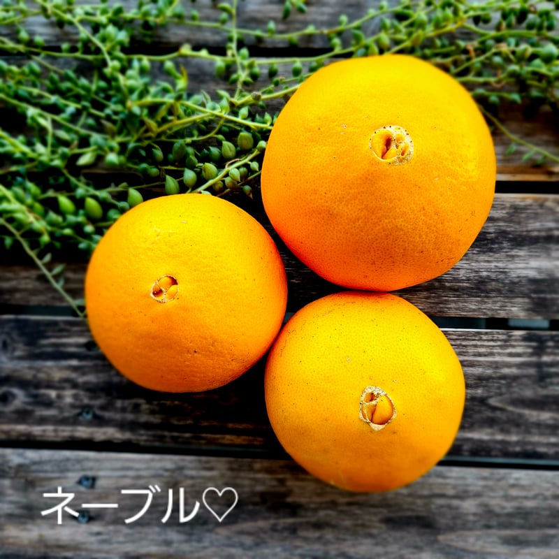 ネーブルオレンジ♡単品5キロ | 柑橘直送 YAJIMA農園