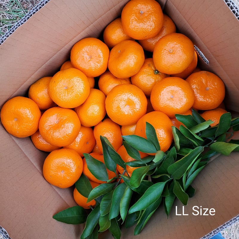 温州みかん(大津)🍊5キロ♡LLサイズ | 柑橘直送 YAJIMA農園 温州みかん(大津)🍊5キロ♡LLサイズ | 柑橘直送 YAJIMA農園