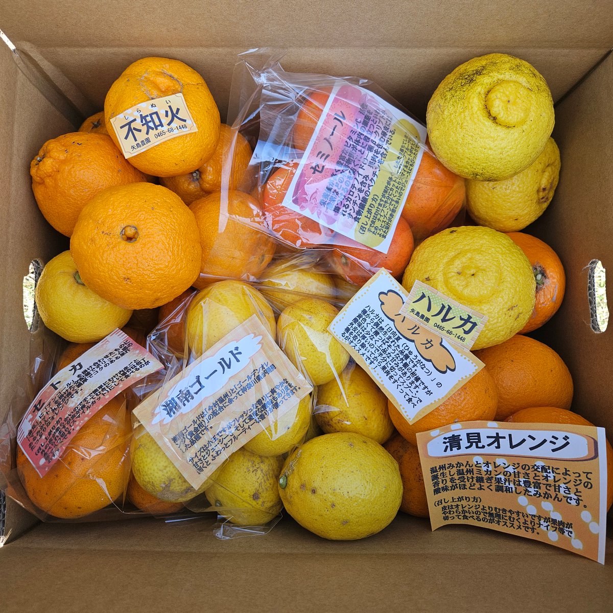 B級季節の柑橘詰合せ🍊10キロ | 柑橘直送 YAJIMA農園 B級季節の柑橘詰合せ🍊10キロ | 柑橘直送 YAJIMA農園