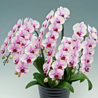 胡蝶蘭 桜姫 2本立 ｟5寸 16輪以上｠ | BanBanプラザショップ