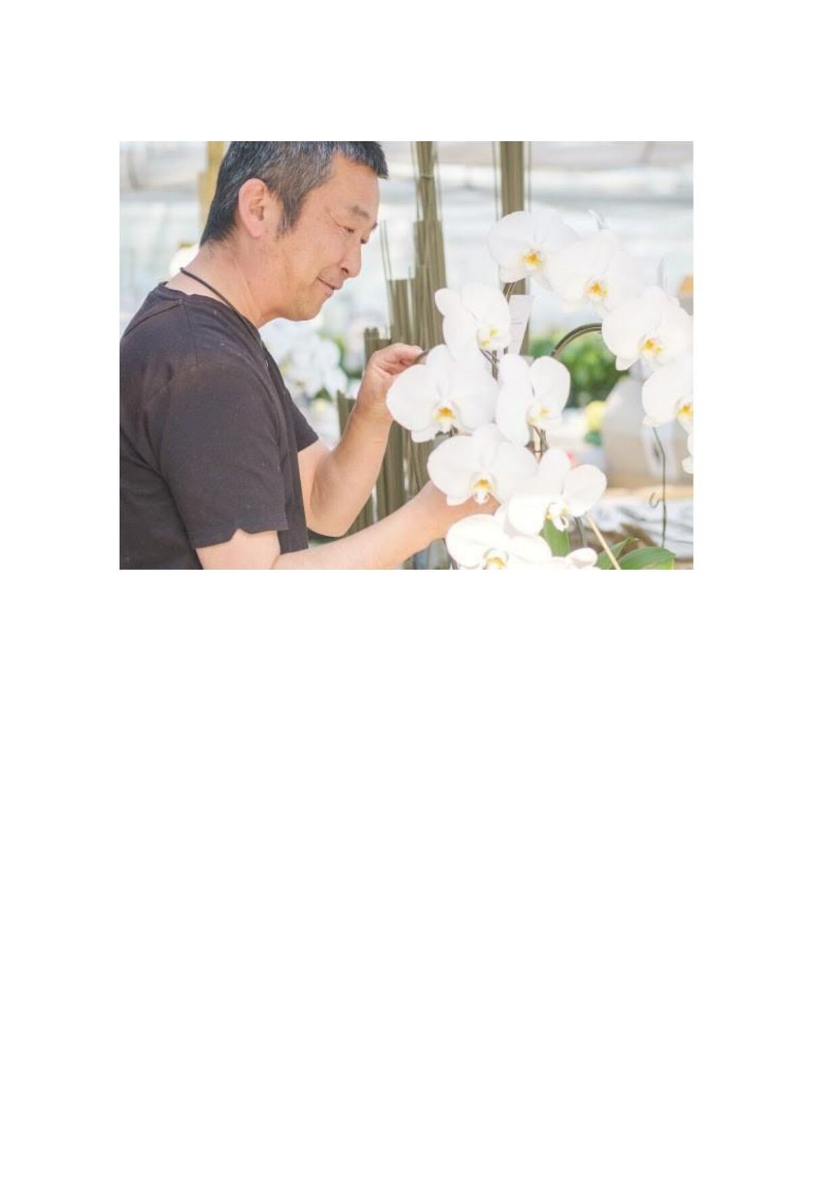 か*か様 胡蝶蘭(琴！) Amazon | ゼンオン 木琴 13音 ZX13K 日本製 バチ付き | 木琴