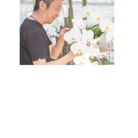 胡蝶蘭 　桜姫  3本立　｟6寸　24輪以上｠