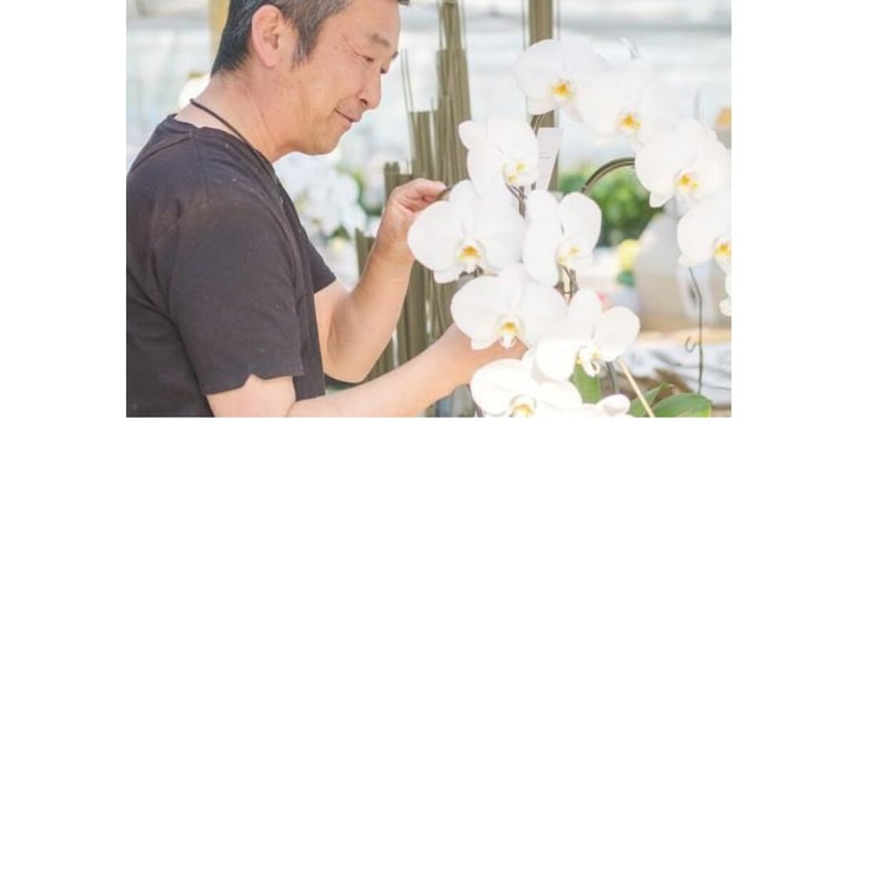 胡蝶蘭 アマビリス 3本立 ⦅6寸 24輪以上⦆ | BanBanプラザショップ 胡蝶蘭 アマビリス 3本立 ⦅6寸 24輪以上⦆ | BanBanプラザショップ