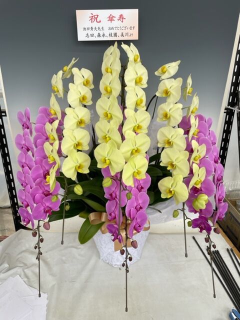 胡蝶蘭 5kg 胡蝶蘭 5本立 ｟10寸 70輪以上｠ | BanBanプラザショップ