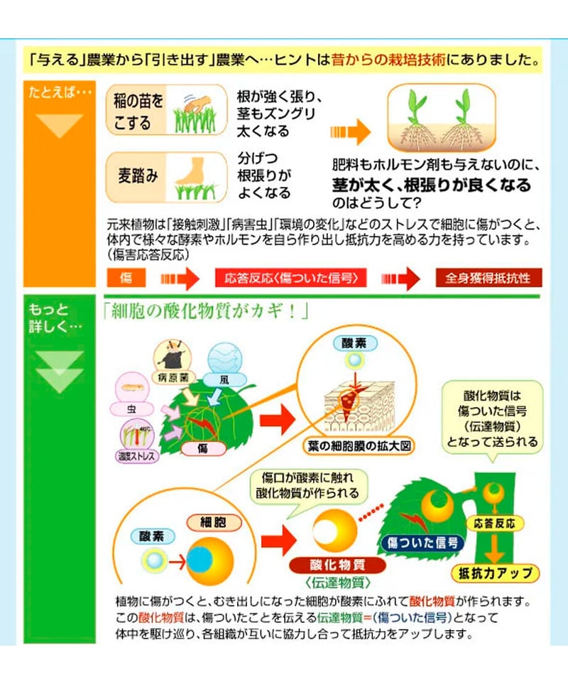 ファイトオーツー 1ℓ（葉面散布剤：活力＋抵抗力アップ） | イノチオ精