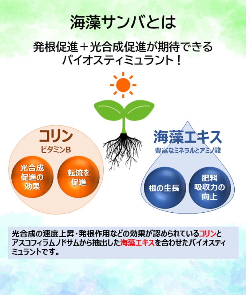 海藻サンバ 1㎏（葉面散布・灌注・浸透処理剤） | イノチオ精興園 For Growers