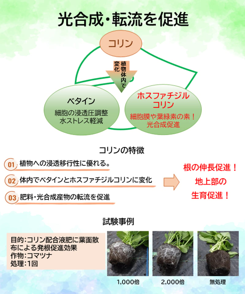 海藻サンバ 1㎏（葉面散布・灌注・浸透処理剤） | イノチオ精興園 For Growers