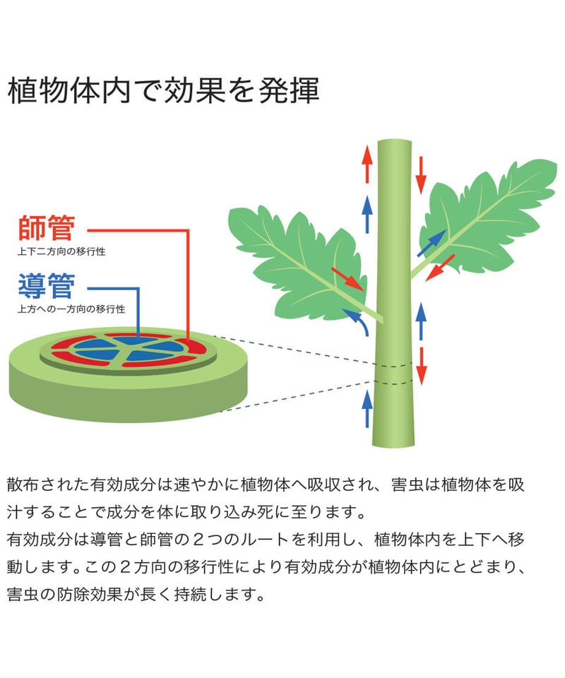 inochio セイレーン フロアブル 250mlばら販売（殺虫剤