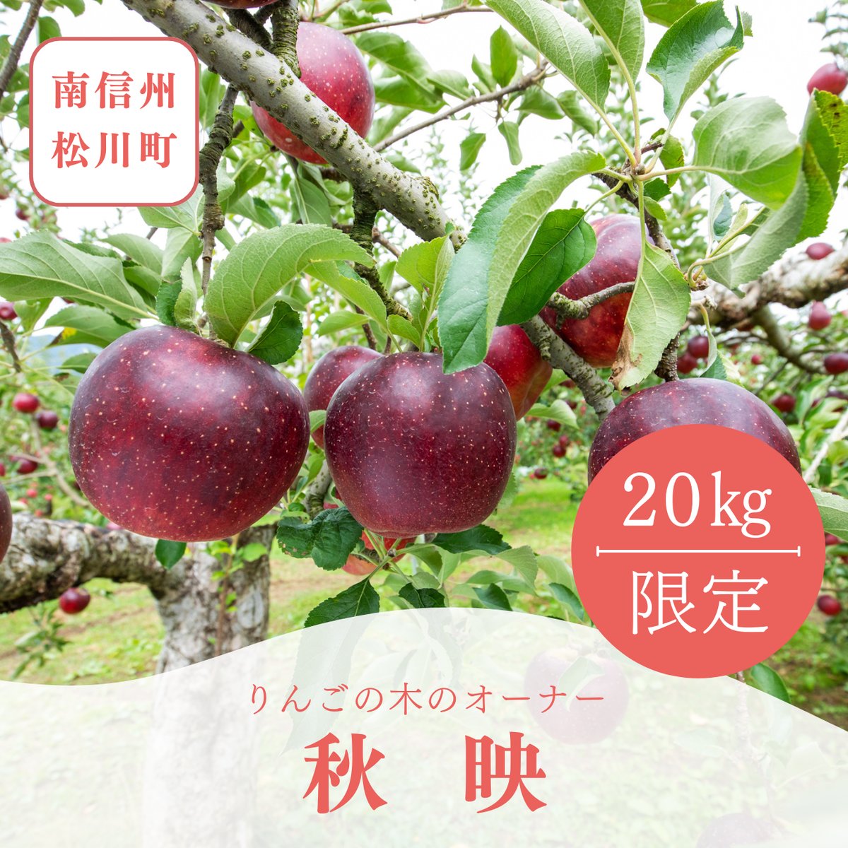 訳ありりんご　長野県産　秋映　20キロ 2026｜20kg限定コース｜秋映 | 〚南信州松川町〛果樹のオーナー制度