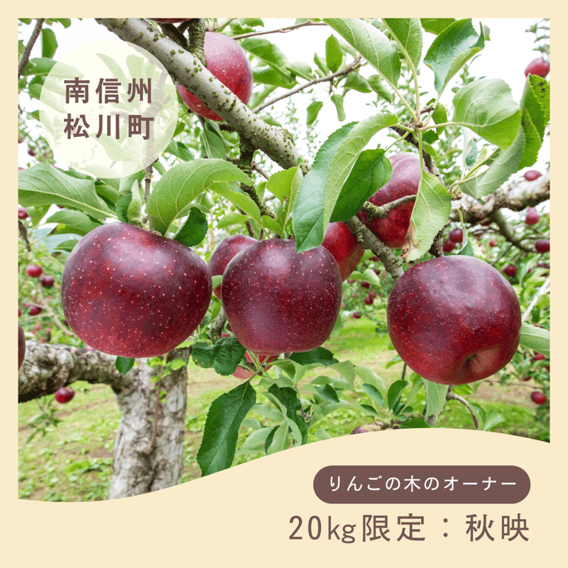 20kg限定コース 【秋映】 | 【南信州まつかわ】りんご・なしの木の
