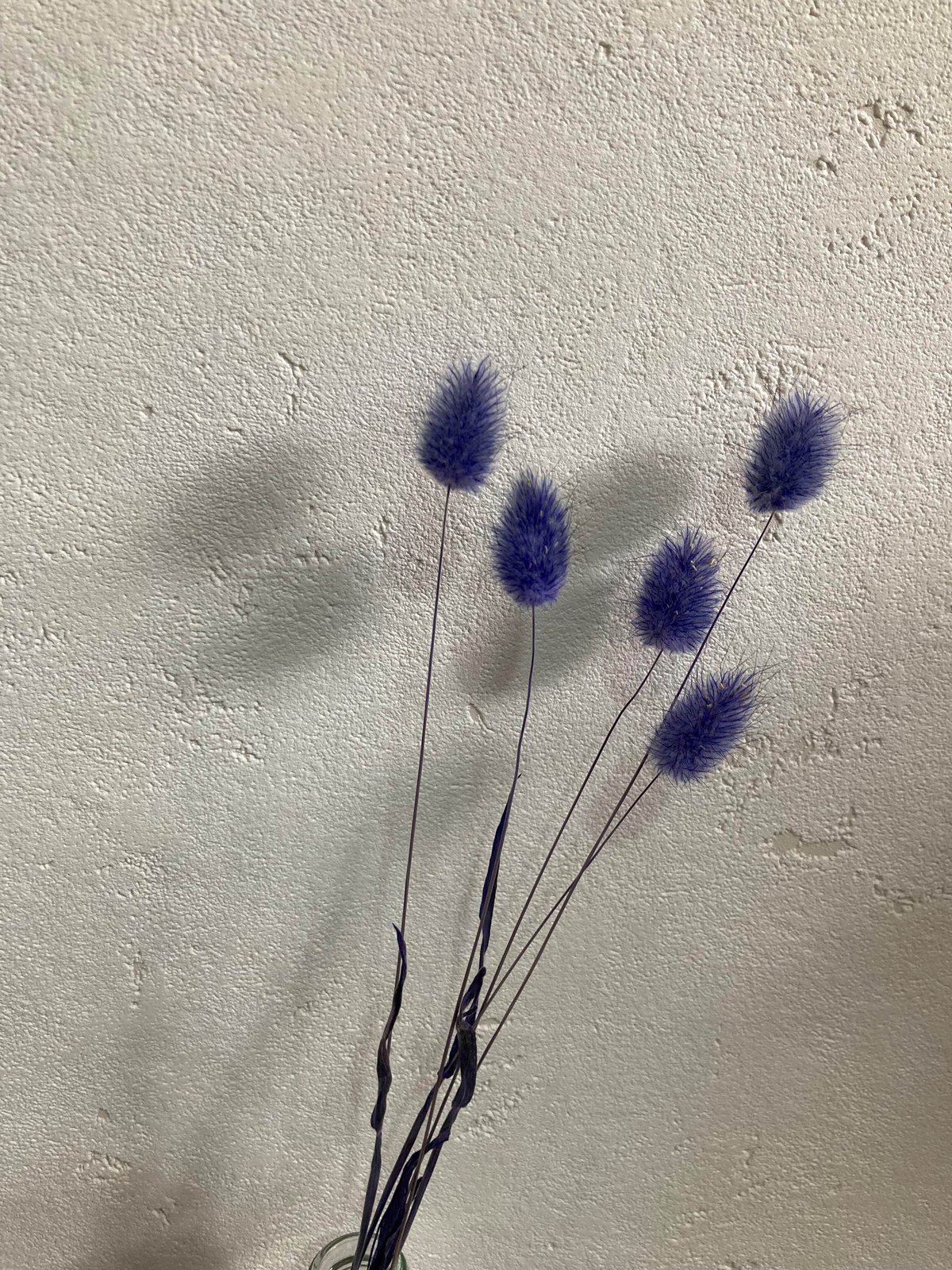 ドライフラワーラグラスバニーテールくすみカラーミックス100本 ドライフラワーラグラスバニーテールくすみカラーミックス100本 【公式