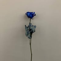 バラ　染めロイヤルブルー