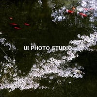 ここにも春が