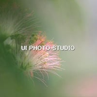 合歓の花