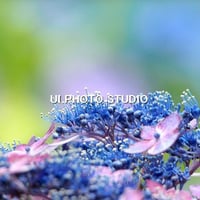 紫陽花