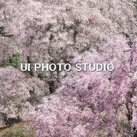 名残り桜