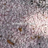 桜散る