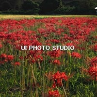 今年の秋は