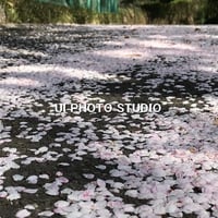 桜散る