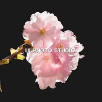 八重の桜