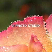 水玉の行軍