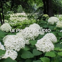 アナベルの咲く頃